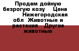 Продам дойную безрогую козу. › Цена ­ 6 000 - Нижегородская обл. Животные и растения » Другие животные   